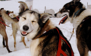 A happy husky smiling for the camera.