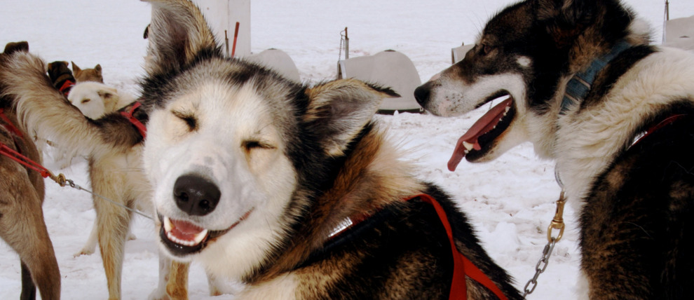A happy husky smiling for the camera. A happy husky smiling for the camera.