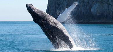 Browse our most popular vacation packages including whale watching.