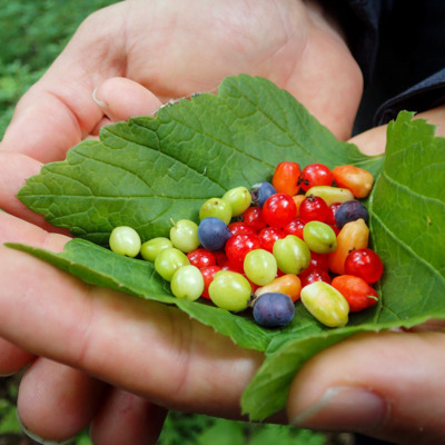 Bountiful edible berries picked trailside.