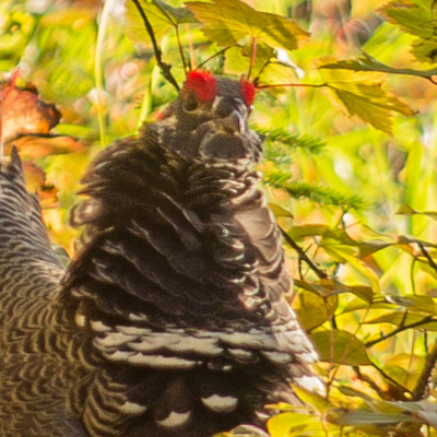 Bird in the bushes along Talkeetna Lakes hike. 