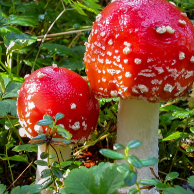 Colorful mushrooms along the trail. 
