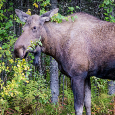 Munching moose spotted on hike near Talkeetna. 