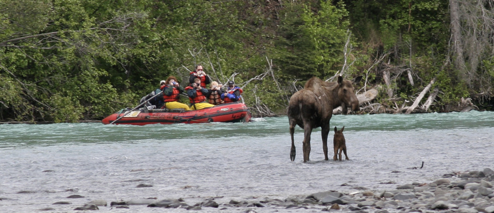 A moose and her calf in view of rafters on the Kenai River.