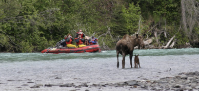 A moose and her calf in view of rafters on the Kenai River.
