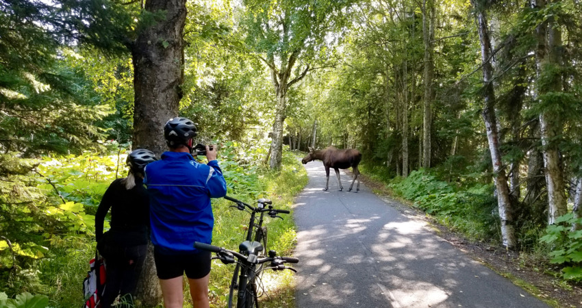 Moose sightings are common in Kincaid Park.