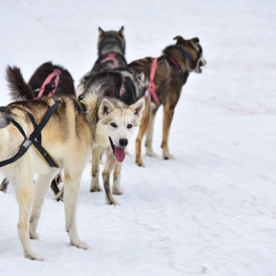 Harnassed Alaskan Huskies ready to run.