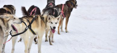 Harnassed Alaskan Huskies ready to run.