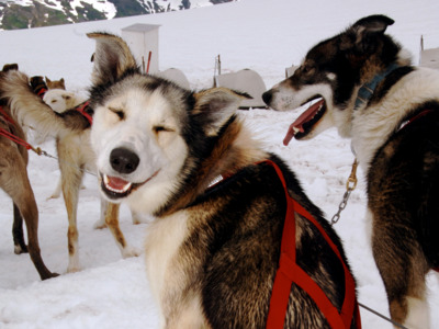 A happy husky smiling for the camera.