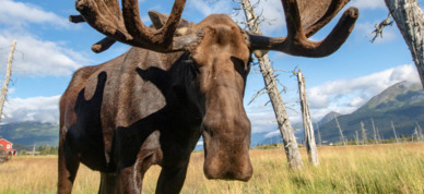 Resident moose at the Alaska Wildlife Conservation Center near Portage, Alaska.