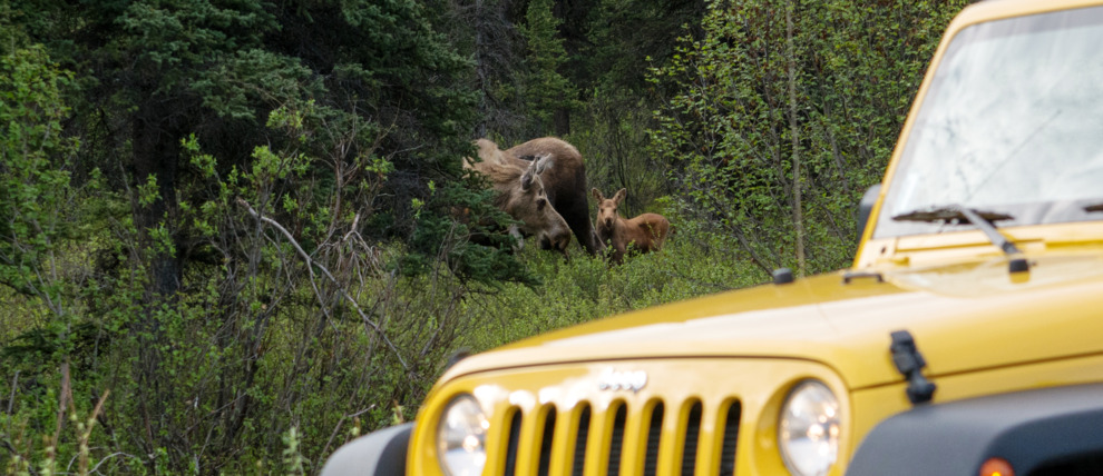 Moose and other wildlife are commonly spotted along the Denali Highway.
