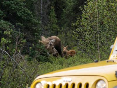 Moose and other wildlife are commonly spotted along the Denali Highway.