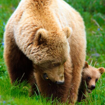 Sow and cub brown bear in Denali National Park.