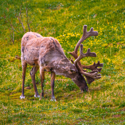 Caribour shedding its heavy winter coat in Denali National Park.