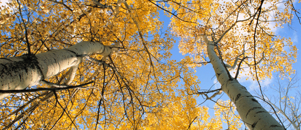 Aspen trees show off their fall colors.