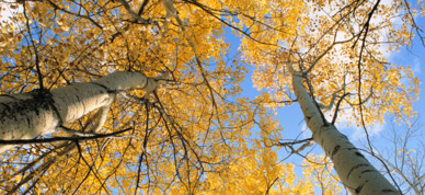 Aspen trees show off their fall colors.