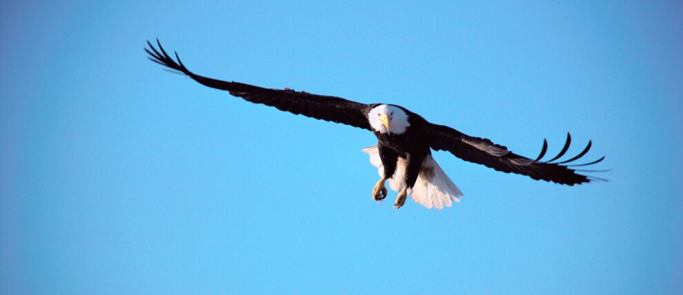 Bald eagle soaring on Kenai Peninsula.