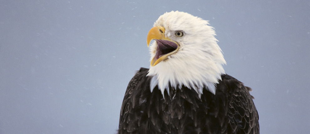 Bald eagle during the wintertime on the Kenai Peninsula.