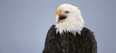 Bald eagle during the wintertime on the Kenai Peninsula.