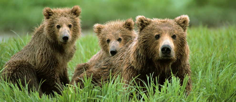 Mother brown bear and her cubs near McNeil River.