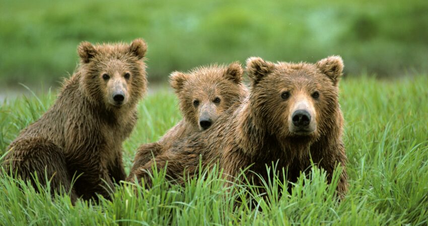 Mother brown bear and her cubs near McNeil River.