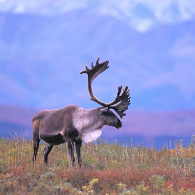 Caribou on fall tundra in Denali National Park.