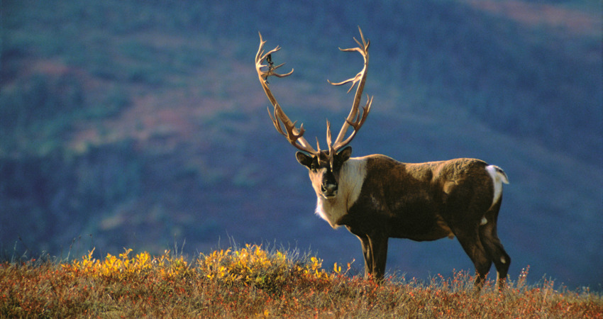 Caribou among fall Alaskan colors.