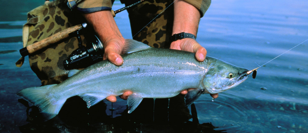 Fisherman holding Sockeye Salmon in Southwest Alaska.