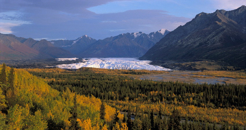 Matanuska Glacier surrounded by fall colors.