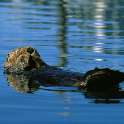 Sea otter floating in Prince Williams Sound.
