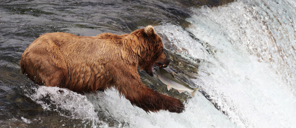 Action shot of a grizzly fishing on a waterfall in Katmai National Park.