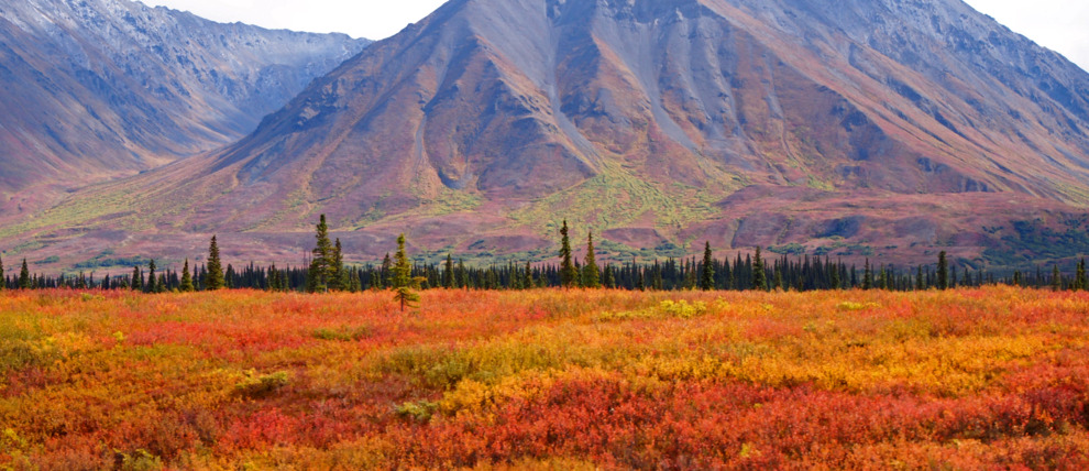 Fall colors in Broad Pass seen from aboard the Alaska Railroad. Fall colors in Broad Pass seen from aboard the Alaska Railroad.