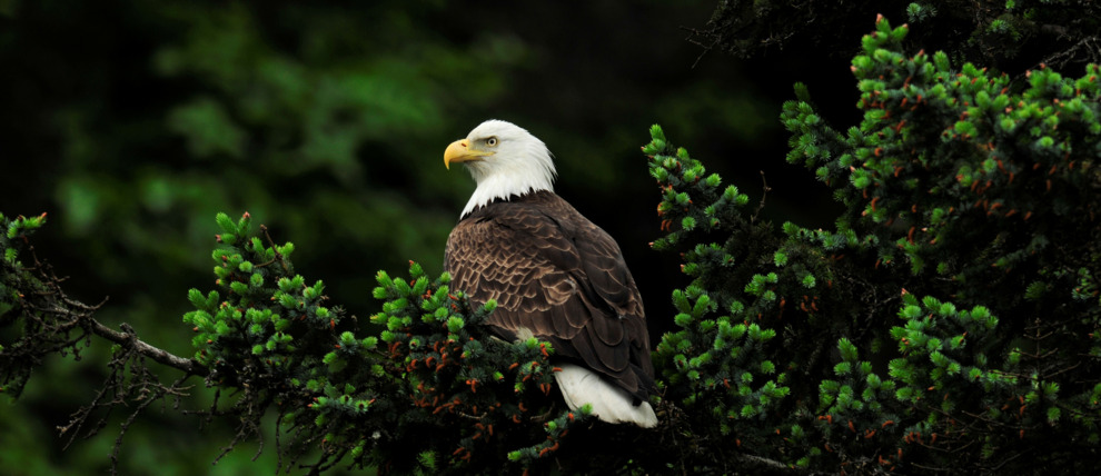 Bald eagle perched in a spruce tree in Valdez Alaska.