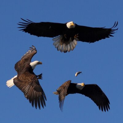 Three bald eagles mid-fight for a fish in Homer, Alaska.