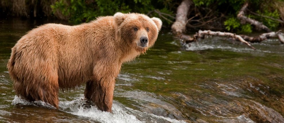 Bear being patient while fishing on Brooks Falls in Katmai National Park.