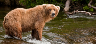 Bear being patient while fishing on Brooks Falls in Katmai National Park.