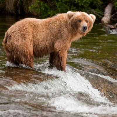 Bear being patient while fishing on Brooks Falls in Katmai National Park.