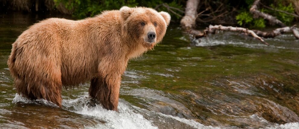 Bear being patient while fishing on Brooks Falls in Katmai National Park.