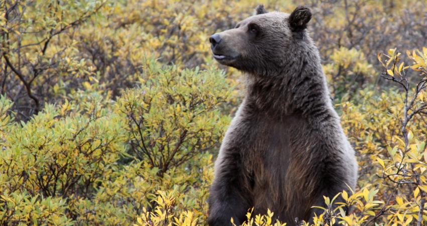 Brown bear amid the brush in Denali National Park.