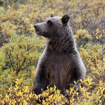 Take a guided wildlife bus tour into the heart of Denali National Park.