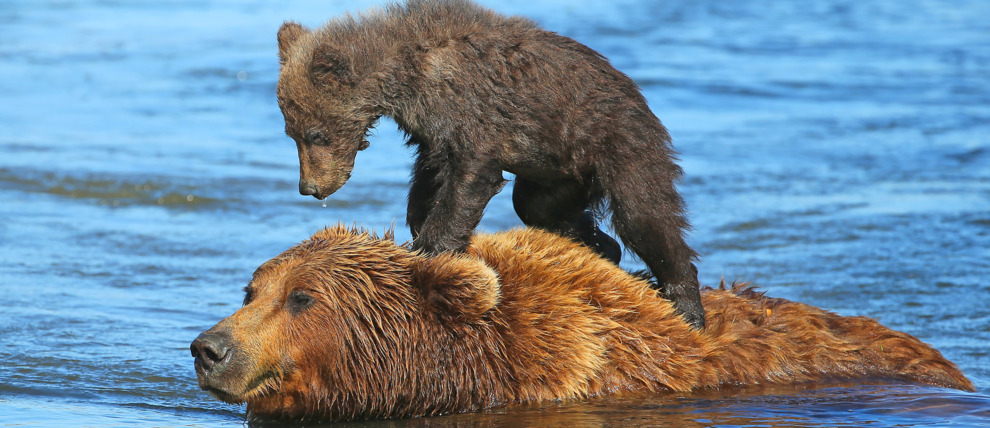 Cub balances on its mother's back while she crosses the water in Lake Clark National Park.