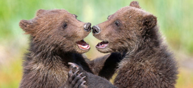 Two cubs play fight on a summer day in Lake Clark National Park.