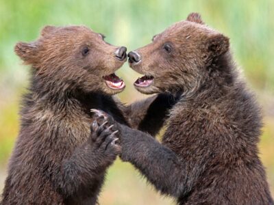 Two cubs play fight on a summer day in Lake Clark National Park.