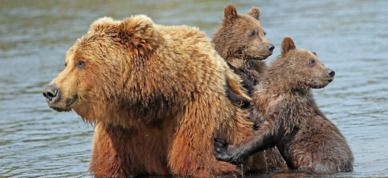 Two cubs hold on while their mother wades through the water in Lake Clark National Park.