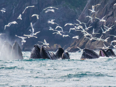 Humpbacks break through the water's surface.