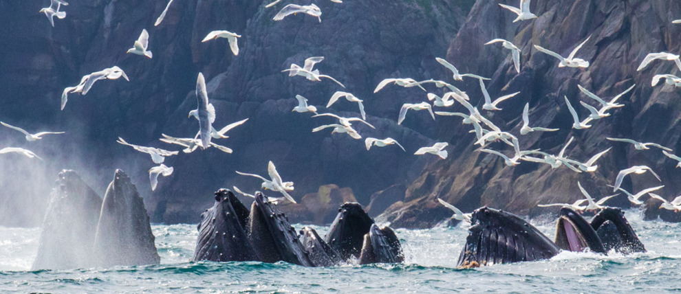 Humpbacks break through the water's surface. Humpbacks break through the water's surface.