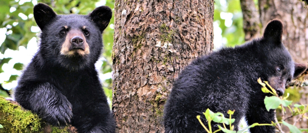 Black bear cubs rest in a tree by the Steep Creek bear viewing area in Juneau. Black bear cubs rest in a tree by the Steep Creek bear viewing area in Juneau.