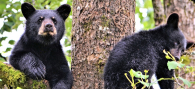 Black bear cubs rest in a tree by the Steep Creek bear viewing area in Juneau.