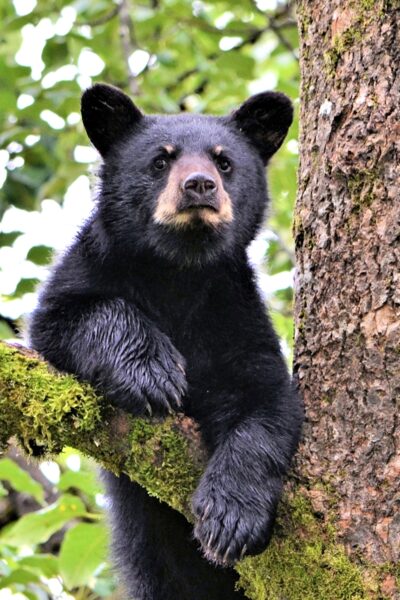 Black bear cubs rest in a tree by the Steep Creek bear viewing area in Juneau.