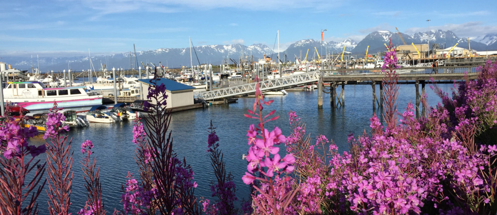 Boat Harbor in Homer Alaska with fireweed in the foreground.